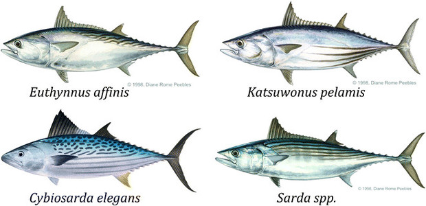 Scombrid-fish-species-targeted-as-potential-broodstock-Species-details-from-top-left.png
