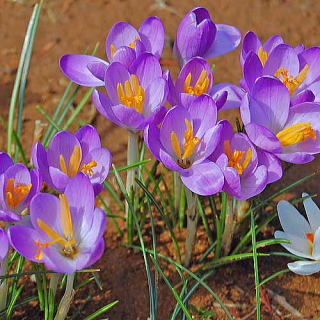 クロッカス.jpg