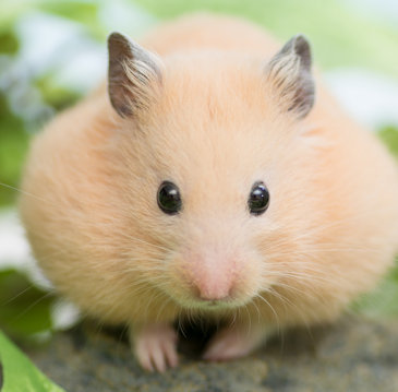 ゴールデンハムスター.jpg