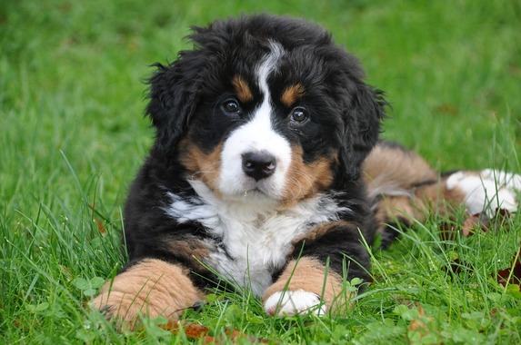 bernese-mountain-dog-1177077_960_720.jpg