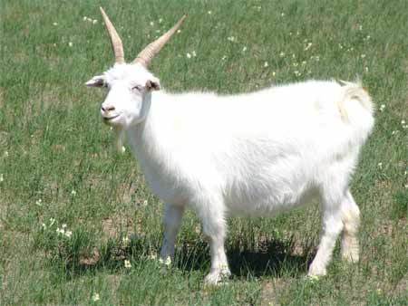 山羊.jpg