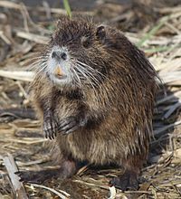 200px-Myocastor_coypus_standing.JPG