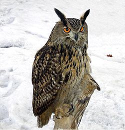 250px-Bubo_bubo_winter_1.jpg