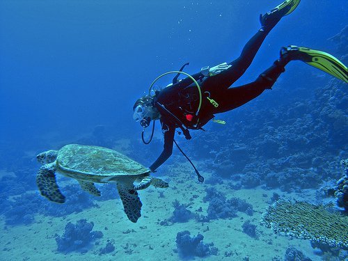 image_search_1551735030675.jpg
