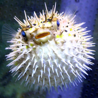 puffer-7.jpeg