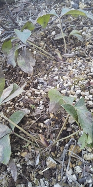 クリスマスローズ 19.03.10 18.秋植え.jpg