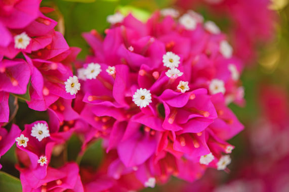 image_search_1552744374066.jpg
