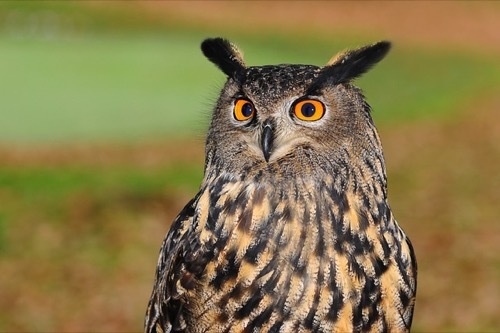 european-eagle-owl-2010346_640.jpg