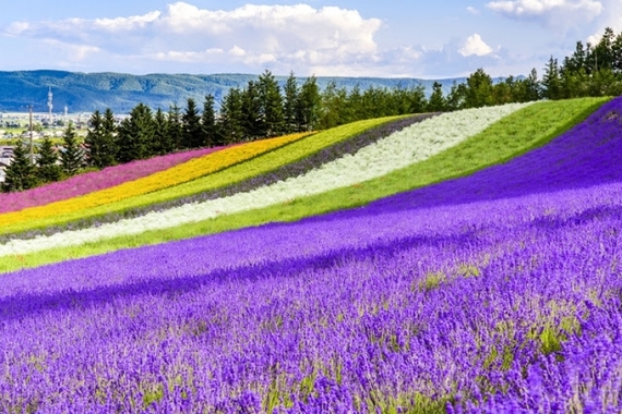 image_search_1553596639137.jpg