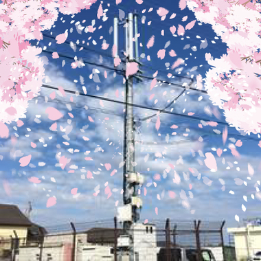 SAKURA_500x500.jpg