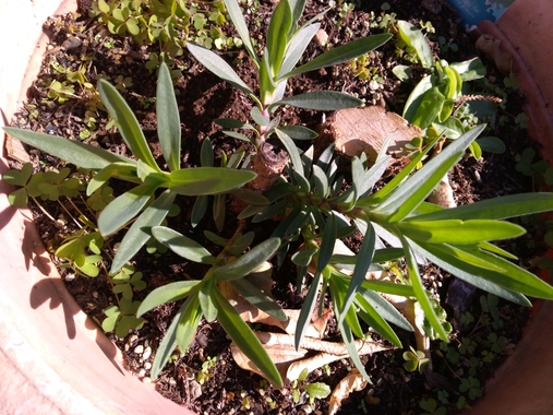 かすみ草 植えてみました 掲示板 マイネ王 かすみ草 植えてみました 掲示板 マイネ王