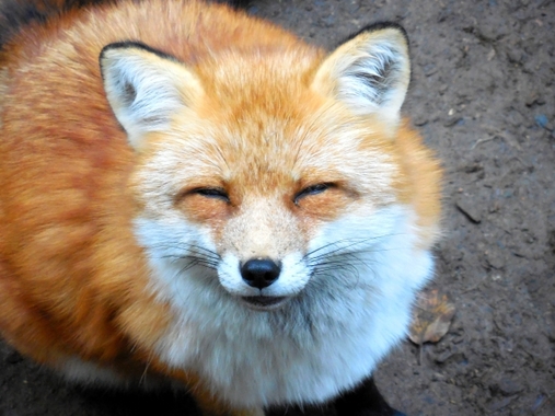 image_search_1554720719471.jpg