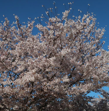 201904_自宅近くの桜.JPG