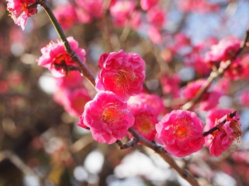 image_search_1554981187788.jpg