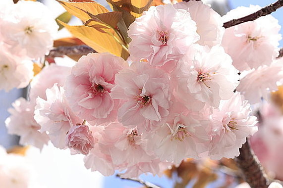 image_search_1554993823819.jpg