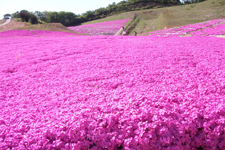 芝桜.jpg