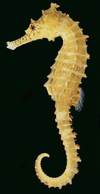 puffer-4.jpeg