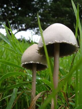 Panaeolus_papilionaceus_-_geograph.org.uk_-_242428.jpg