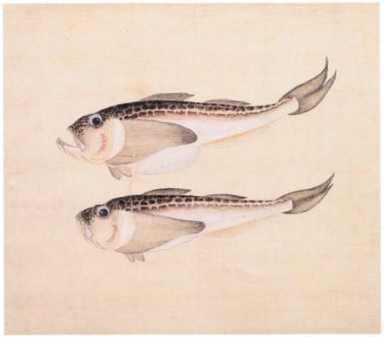 「雷魚図」小田野直武.jpg