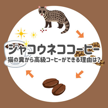 ジャコウネココーヒー.jpg