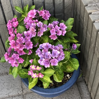 あじさい20190617（鉢植え）.png