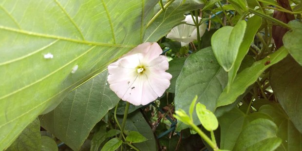 ゆうがお あり.jpg