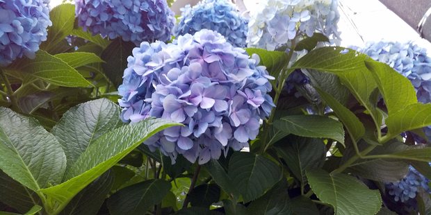 あじさい2.jpg