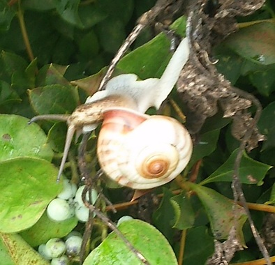 カタツムリ.jpg