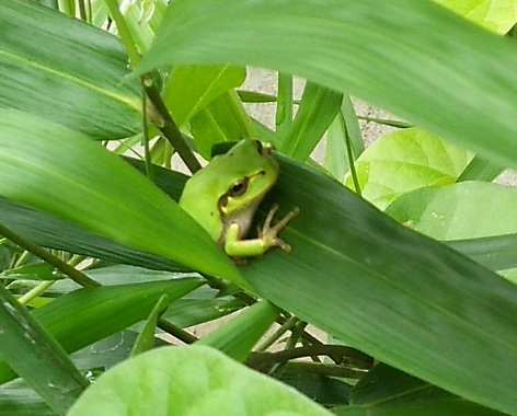 アマガエル.jpg