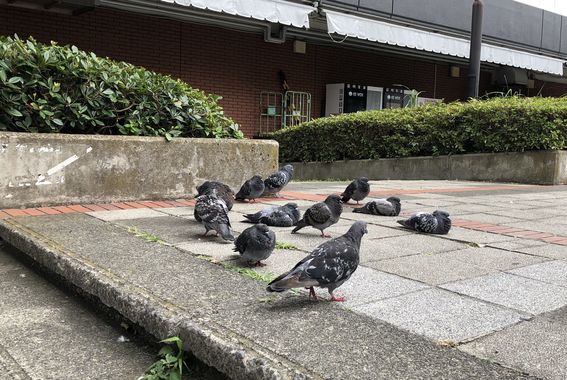 はとたち.jpg