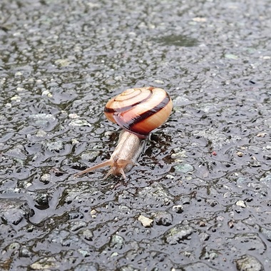 かたつむり20190918-01.jpg