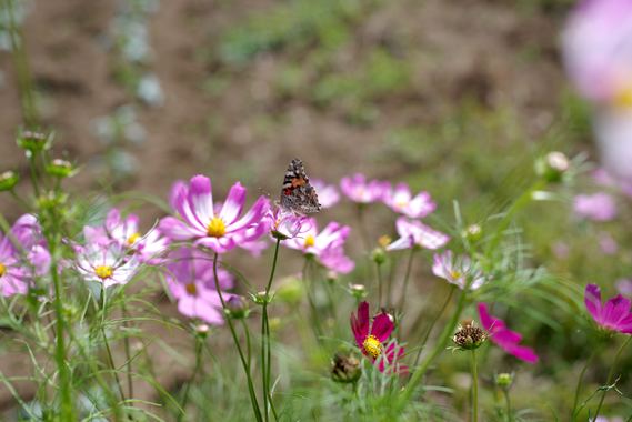 コスモス ちょう よん.jpg