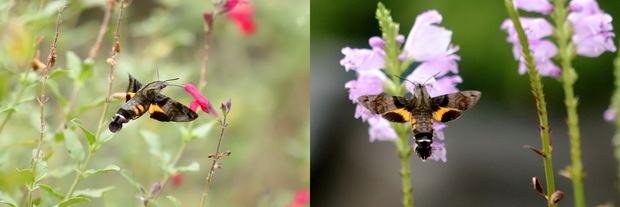ホシホウジャク、クロホウジャク.JPG