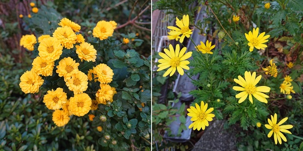 花20191106-01.jpg