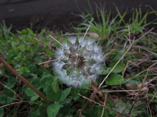 たんぽぽ？20191118-01.jpg