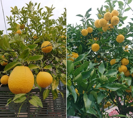 柑橘20191206-01.jpg