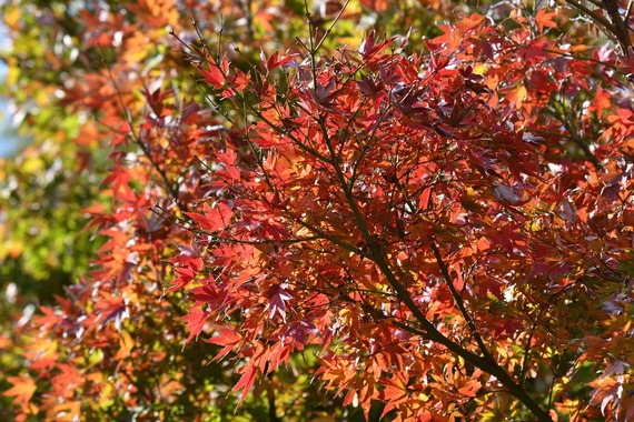 紅葉6.jpg
