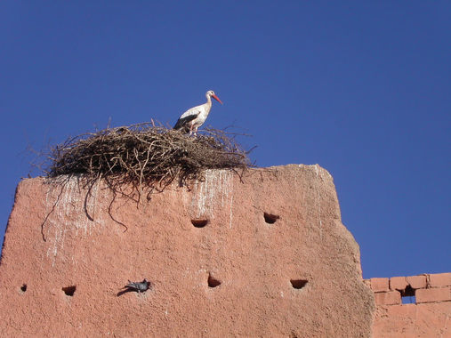 モロッコの鳥.JPG