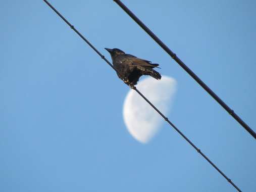 月とカラス20191218-01.jpg