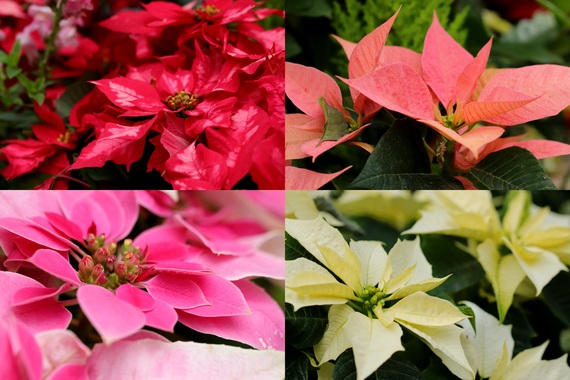 ポインセチア.JPG