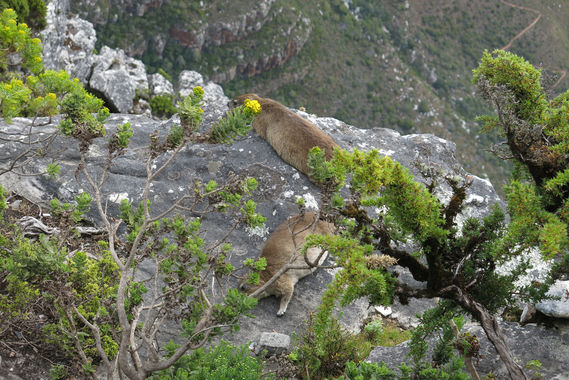テーブルマウンテンの動物.JPG