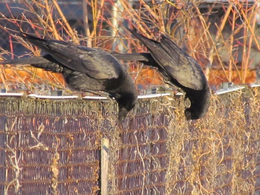 カラス並んで食事中20200103-01.jpg