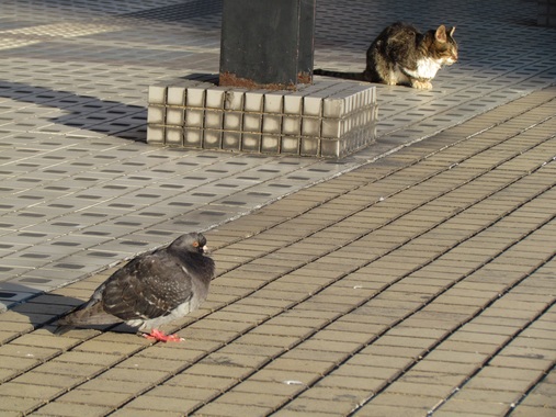 猫&鳩20200103-01.jpg