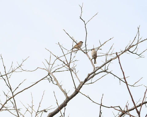 20200116の鳥.JPG