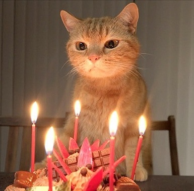 誕生日ケーキ_ねこ.jpg