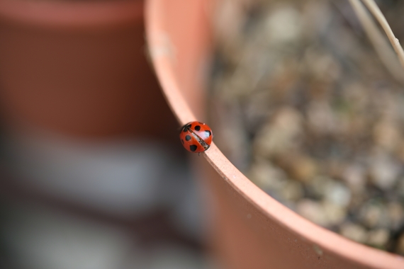 テントウムシ.JPG