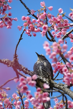 桜ヒヨドリ.JPG