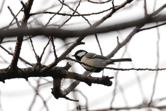 シジュウカラ.JPG