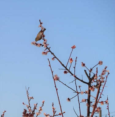 梅と鳥_20200302①.jpg