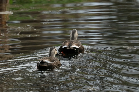 カモさん.JPG